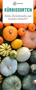Kurbissorten Essbare Giftige Im Uberblick Plantura Kurbissorten Gartentipps Kurbissorten Essbar