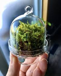 Miniature Terrarium With Fern Moss Miniature Terrarium Plants In Jars Terrarium