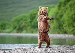 Cool Animals Dancing Animals Brown Bear Bear
