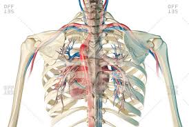 Each rib is connected to a vertebra or joint in the back; Rib Cage Stock Photos Offset