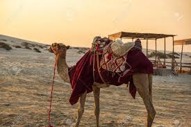 As this tour is in the morning time you can consider our evening camel ride. The Background Of Camel At Desert Safari Camel Ride When The Stock Photo Picture And Royalty Free Image Image 139836912