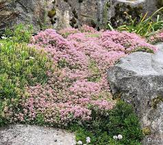 Roberta S 6 Piece Trample Me Flowering Thyme Collection Ground Cover Plants Low Maintenance Garden Design Garden Design