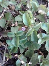 Image result for Dyschoriste nagchana