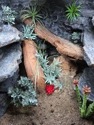 Image result for Carex steudneri