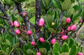 Image result for Symphonia globulifera