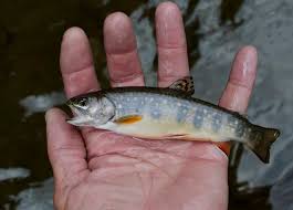 In this episode i introduce you to my native creek that taught me how to catch brook trout. Everything You Need To Know About Brook Trout Spawning