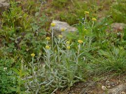 Image result for Pseudognaphalium oligandrum