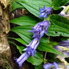 Image result for Gentiana asclepiadea alba