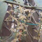 Image result for Diaphananthe bidens