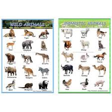 Download now or view online the free printable animaux domestiques flashcards for kids on french language with real images. Buy Children Colour Laminated Learning Charts Domestic Wild Animals Front Back Online 145 From Shopclues