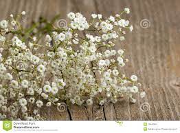 Babys Breath Flower Deutsch Best Flower Wallpaper