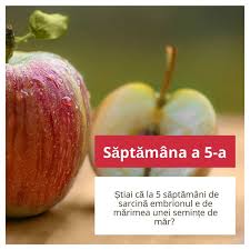 Saptamana 4 de sarcina, afla toate informatiile necesare. Saptamana 5 De Sarcina Mami Si Copilul