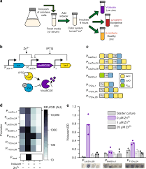 Similar apps to ultimate bs detector. Dynamic And Tunable Metabolite Control For Robust Minimal Equipment Assessment Of Serum Zinc Nature Communications