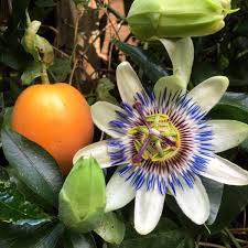Image result for Passiflora caerulea