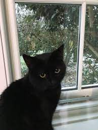 Let Me Show You The Craziest New Ways To Clean Keep Clean Your Clumping Cat Litter Boxes Cats Pretty Cats Cute Cats