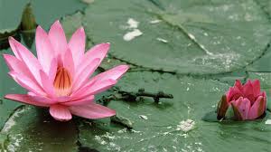 Free Desktop Wallpapers Lotus Wallpapers Wide Lotus Hdq With Images Lotus Flower Wallpaper Lotus Wallpaper Lotus Image