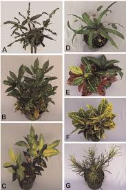 Image result for Codiaeum