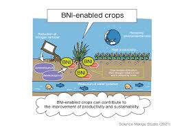 Nitrogen fertilizer is the major production input for grain crops other than grain legumes. Wheat With High Nitrogen Efficiency Provides More Food With Less Greenhouse Gas Emissions Florida News Times