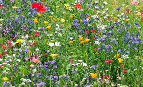 Garten Naturnah Garten Blumenwiesen Sind Nicht Nur Kologisch Wertvoll Sondern In 2020 Sommerblumen Blumen Wiese Wildblumenwiese