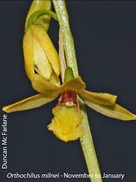 Image result for Orthochilus