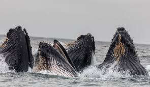 Humpback whale, a baleen whale known for its elaborate courtship songs and displays. Awa Testimony On Designating Critical Habitat For Distinct Population Segments Of Humpback Whales Alaska Wildlife Alliance Awa