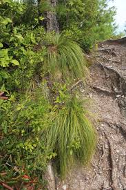 Image result for Xerophyta eylesii