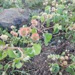 Image result for Cyathula uncinulata