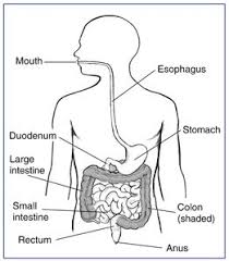 Bleeding In The Digestive Tract Human Digestive System Digestive System Diagram Digestive Disease