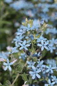 Image result for Oxypetalum