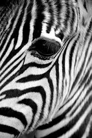Zebra S Eye Portfolio Magazine By Mark Eveleigh Animals Zebras Animals Beautiful