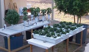 We did not find results for: Hydroponics Design Ideas For Pc Windows Or Mac For Free