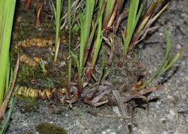 Sering dikira cuma rumput liar, ini 9 khasiat ajaib tanaman putri malu. Jerangau Jabatan Perhutanan Semenanjung Malaysia
