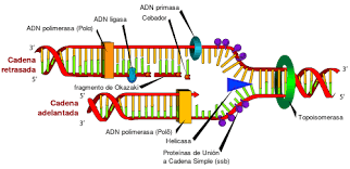 Resultado de imagen de La replicación del ADN