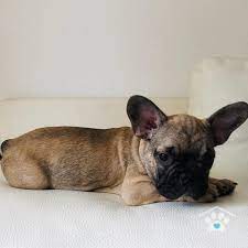 We did not find results for: French Bulldog Puppies For Sale One Bark Plaza Pablo French Bulldog Puppies Bulldog Puppies Bulldog Puppies For Sale