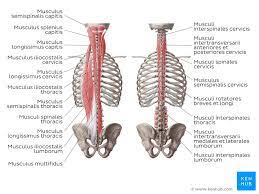 Nach ihrer innervation über laterale oder aber über mediale zweige aus den rr. Anatomie Des Ruckens Aufbau Funktion Kenhub