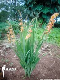 Image result for Gladiolus dalenii