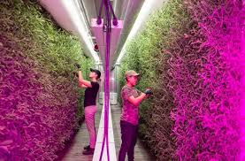 Don't forget that you also will need to shop for led grow lights and other equipment to maintain the right environment for your cannabis. Square Roots Urban Indoor Farming Shipping Container Model Goes Nationwide