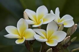 I fiori bianchi sono i più profumati, e stanno benissimo anche in combinazione con i colori più intensi. I 10 Fiori Piu Profumati Del Mondo
