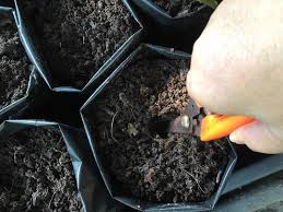 2 tanam di mana yang terbaik. Cara Biak Pelbagai Jenis Pokok Limau Paling Mudah Impiana