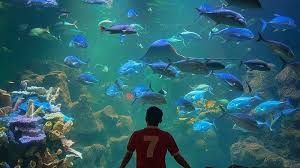 Harga Tiket Masuk Sea World Ancol Terbaru Januari 2021 Tribun Travel Harga tiket masuk tahun 2021 ke kawasan taman wisata pantai ancol masih tergolong terjangkau yaitu rp. harga tiket masuk sea world ancol