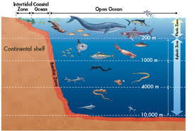 4 5 Aquatic Ecosystems Aquatic Ecosystem Aquatic Ecosystems