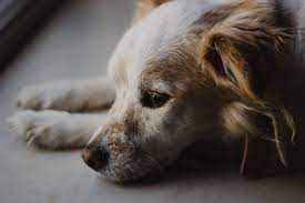 Read the article to know what's normal and what's not when it comes to these worries can easily be put to rest by knowing what's normal behavior among dogs. The Cost Of Putting A Dog To Sleep Cloud 9 Vets