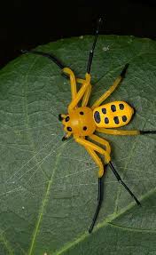 Big Black And White Spider Texas Eight Spotted Crab Spider Platythomisus Octomaculatus A Rare Type Of Crab Spider Native To Southeast Asia Spider Arachnids Spiders Crab Spider