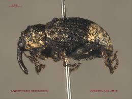 Image result for Buchnera cryptocephala