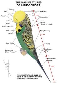 Budgie Parts Budgies Parakeet Care Parakeet Cage