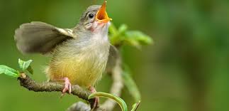 Resultado de imagem para o canto da natureza