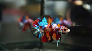 20,691 likes · 11 talking about this. Live Betta Fish Male Beautiful Multicolor Galaxy Koi Halfmoon Plakat Hmpk 1188 Youtube