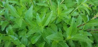 Image result for Aeollanthus repens