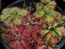 Image result for Drosera natalensis