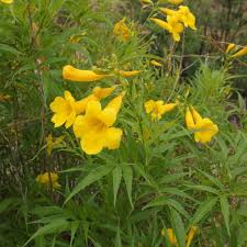 Image result for Tecoma